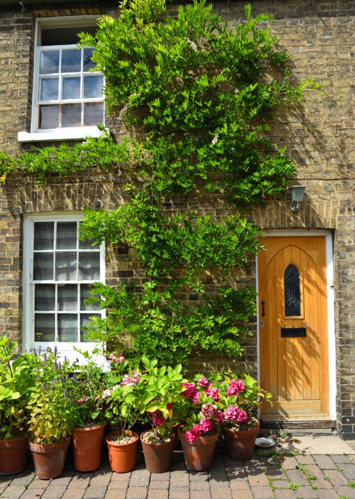 Potted plants by a yellow door