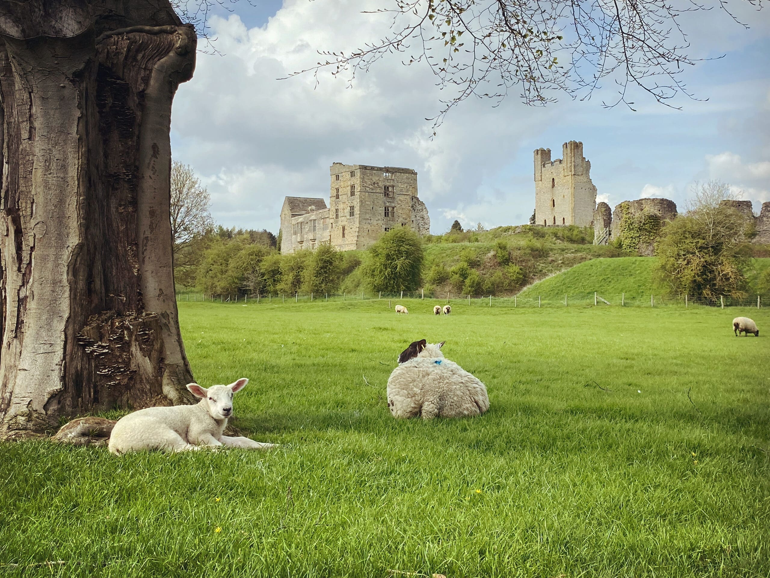 Sheep resting in the countryside on a walk in the North Yorkshire, after moving to England in my 40s